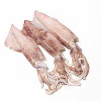 Bütün Kalamar 20/40 (KG)