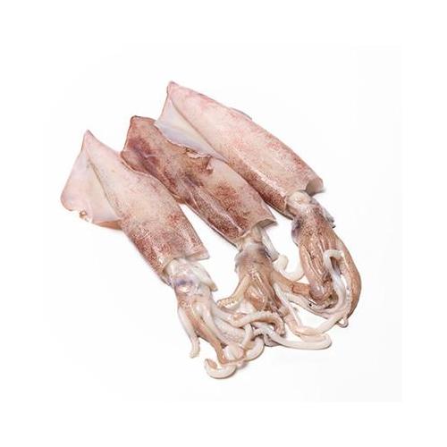 Bütün Kalamar 20/40 (KG)