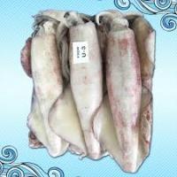 Bütün Kalamar U3 (KG)