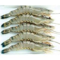 Kabuklu Karides 13/15 (KG)