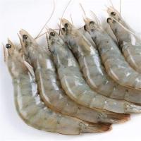 Kabuklu Karides 16/20 (KG)