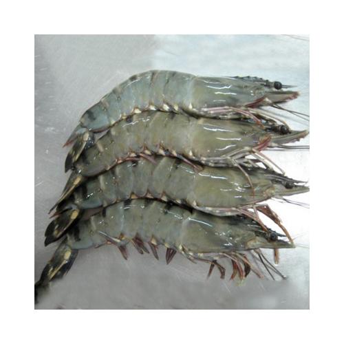 Kabuklu Karides 8/12 (KG)