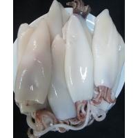 Temizlenmiş Kalamar U3 (KG)