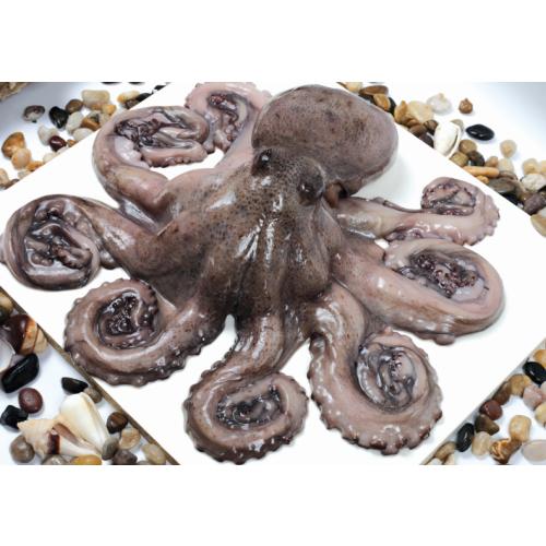 Ahtapot Çiçek 3000+ (KG)