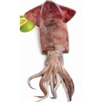 Bütün Kalamar 6/10 (KG)
